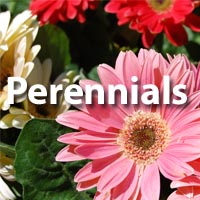 Perennials